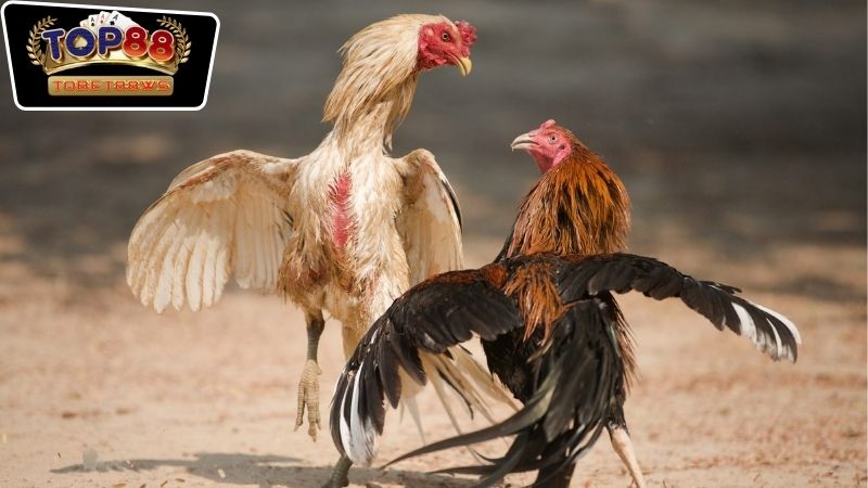 Đá Gà Online Tobet88 Là Gì? Khái Niệm Và Đặc Điểm Chính