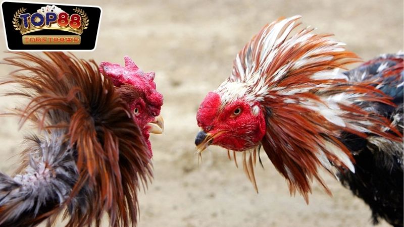Hướng Dẫn Tham Gia Đá Gà Online Tobet88 Chi Tiết